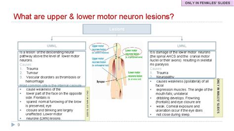 Lower Motor Neuron Lesion Recovery | Webmotor.org