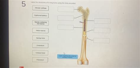 Label The Structures Of A Long Bone