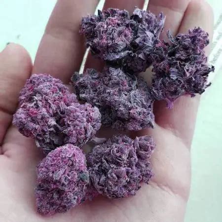 Dark Purple Weed Strains - Marijuana Beginners