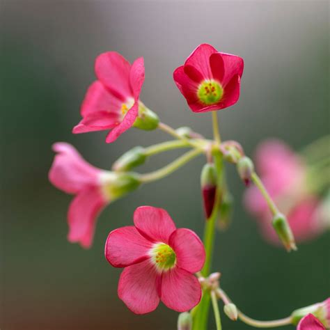 Oxalis Deppei Faux Tr Fle Quatre Feuille Bulbe Feuilles