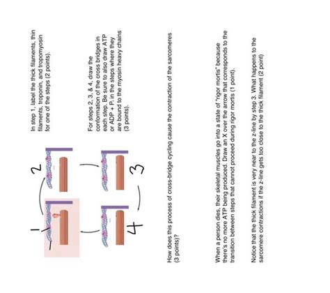 Solved In step 1, label the thick filaments, thin filaments, | Chegg.com 