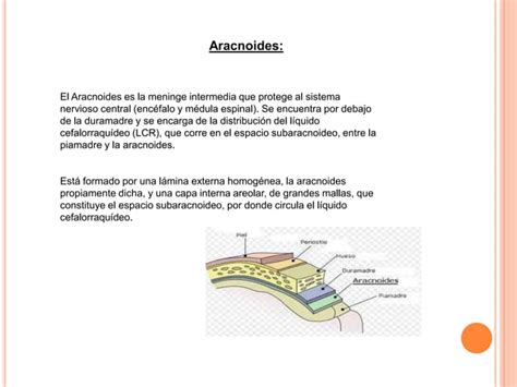 Meninges Ppt