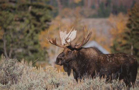 Home Caribou Cove Outfitters Big Game Hunting In Newfoundland