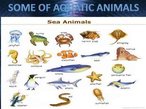 aquatic animals