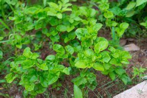 Como cultivar agrião Veja como fazer uma hortinha essa planta