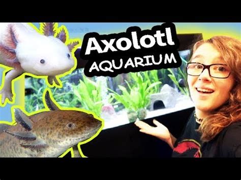 Mein neues AXOLOTL Aquarium Namensvoting für neuen Mini Drache 160L