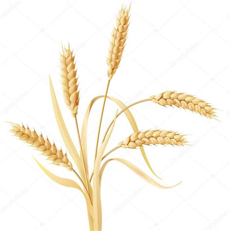 Wheat Ears Tuft Stock Vector Valiva 50897971