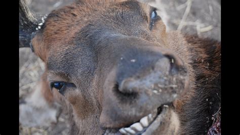 Chad Bull Colorado Elk Hunt Youtube