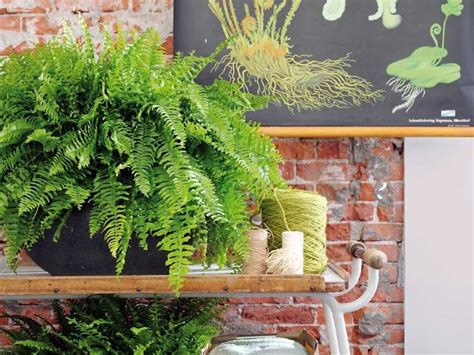 Plantas De Interior Perfectas Para Decorar Los Pasillos De Tu Casa