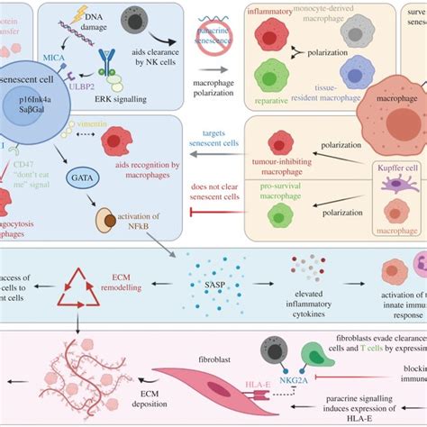 Senescent Cells And Macrophages Communicate Via Complex Bi Directional