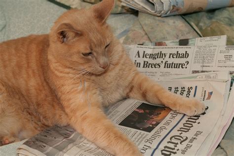 Top Cat Headlines Of 2020 Catcon Worldwide