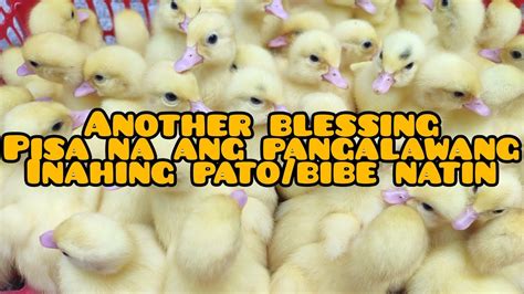 EP 10 PAG LILIPAT SA PANGALAWANG PATO BIBE MUSCOVY DUCK NATIN NA MAY