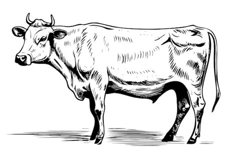 Premium Vector Farm Cow Hand Drawn Sketch Illustration Livestock