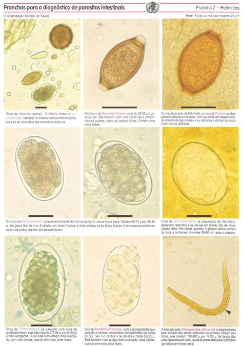 Biomedicina A Profissão Do Futuro Atlas De Parasitologia