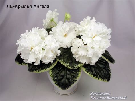 Фиалка ЛЕ-Крылья Ангела