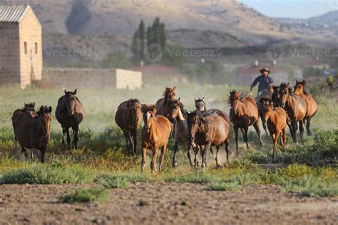 Yilki Horses Running In Field Kayseri Turkey 8699046 Stock Photo At