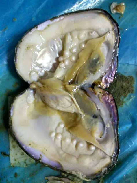 Natural Freshwater Oysters Pearls In Vacuum packed,20 30pcs Real Pearls inside Big Monster ...