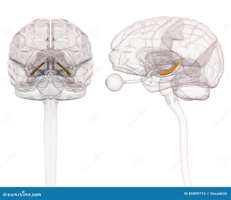 Hippocampus Brain Anatomy 3d Illustration Stock Illustration