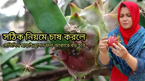 ড্রাগন চাষের সঠিক নিয়ম ফলো করলে ন্যাচারালি ফল আকারে বড় হবে।। Dragon