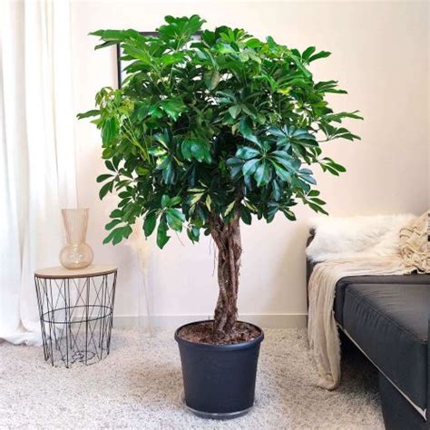 Szeflera Drzewkowata Schefflera Arbolicora Gold Capella 150cm