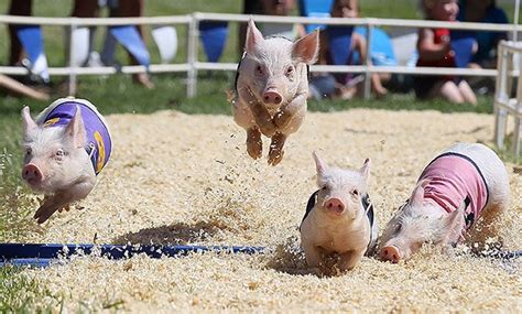 Pig race... : r/pics