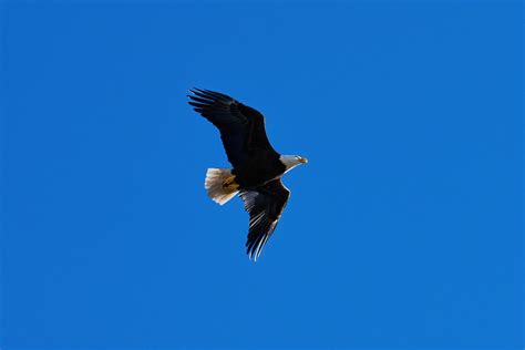 Dvids Images Bald Eagles Soar Over Macdill [image 5 Of 6]