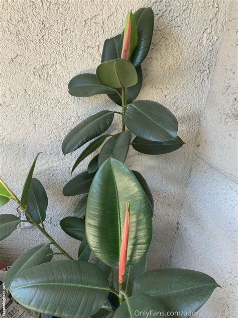 Adora Belly Free Directory Nude OnlyFans Leaks Fappening FappeningBook