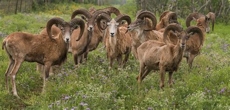 Red Sheep Hunts | Stone Creek Ranch