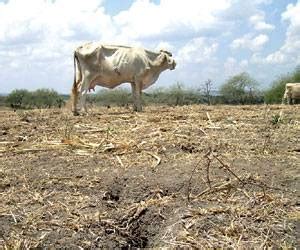 30 mil reses muertas por sequía en la Región Caribe