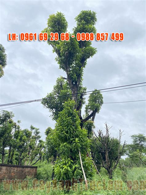 cay ngoc lan dep trong mua ban cay hoa ngoc lan