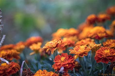 HD wallpaper: Flowers, Marigold, Orange Flower | Wallpaper Flare