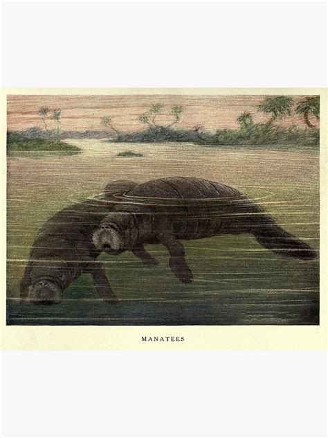 "Vintage Manatee Painting (1909) " Poster for Sale by BravuraMedia ...