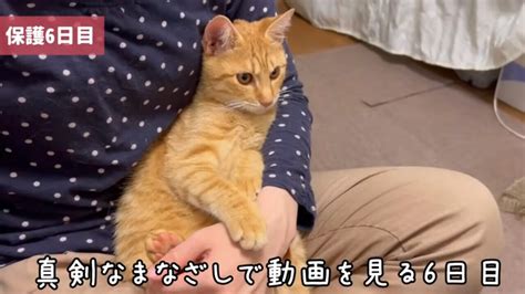 「この人に甘えたい！」人懐っこい茶トラ猫を保護したらのっけから超スイートな日々｜ねこナビ