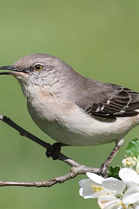 Images Of A Mockingbird New Moline Show Proves It's A Sin To Kill A