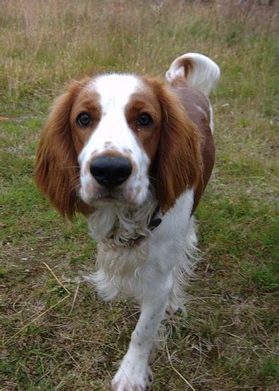 Welsh Springer Spaniel Info, Temperament, Puppies, Pictures