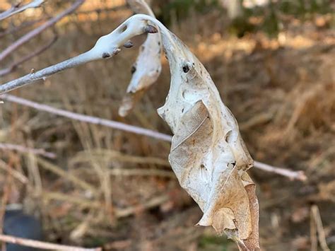 What Mainers Need To Know About Adult Browntail Moths