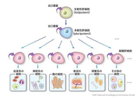 幹細胞とは？ 再生医療ポータル