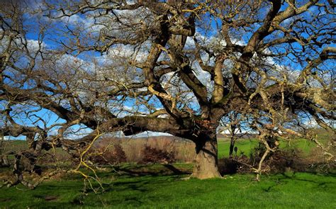 Mipaaf Aggiornato Lelenco Degli Alberi Monumentali Ditalia