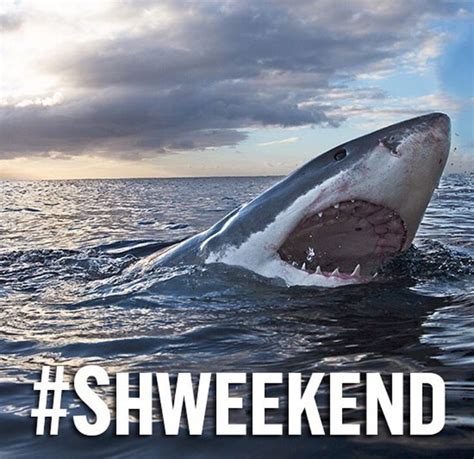 Happy shark week | Happy shark, Shark week, Shark