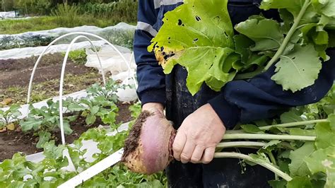 Turnip Harvest Grow Youtube