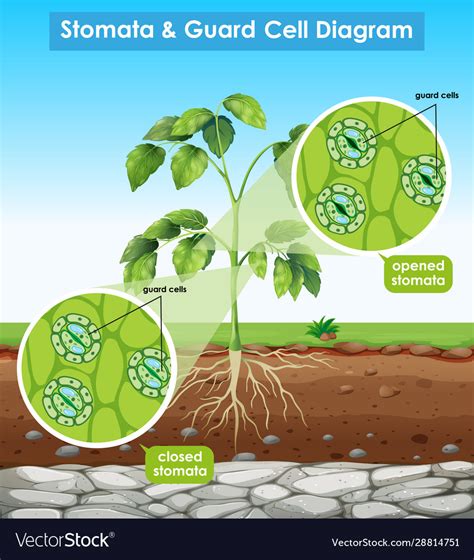 Diagram showing stomata and guard cell Royalty Free Vector