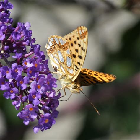 Kleiner Perlmutterfalter Issoria lathonia beim Frühstück Flickr