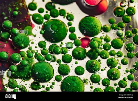 Abstract photo of green bubbles. Creative art photography Stock Photo ...