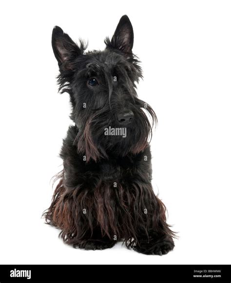 Black Scottish Terrier