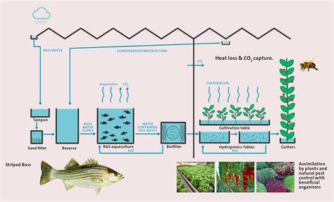 Aquaponics Farming Pdf - antimoms