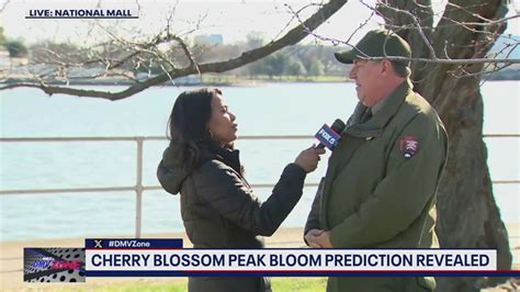 The Daisy Blooms' Prediction: Is It About to Come True? - 6d09q9r