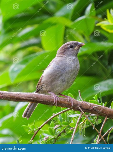Alert Fledgling Baby, House Sparrow, Common Little Brown Bird. Stock