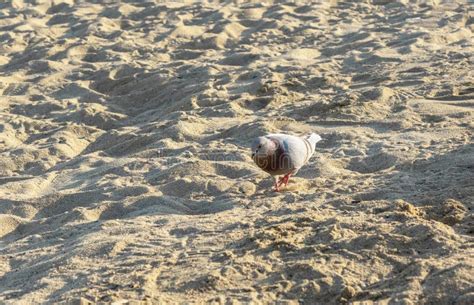 Pomba Na Praia E Na Areia Do Fundo Foto De Stock Imagem De Areia