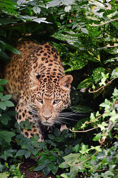 Beautiful Leopard Panthera Pardus Big Cat Amongst Foliage Photograph By