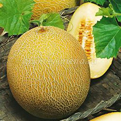 Дыня Лада' из каталога Семена овощей ПРОФИ – купить с доставкой по ...